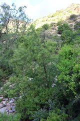 African sumac (Searsia lancea)
