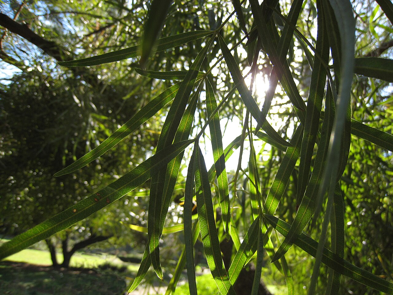 African sumac: Searsia lancea foliage. Cultivated, Berkeley, California.