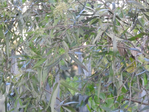 African sumac (Searsia lancea)
