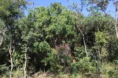 Searsia leptodictya (Searsia leptodictya)
