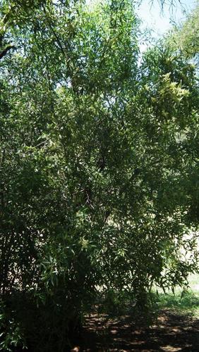Searsia leptodictya (Searsia leptodictya)