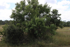 Searsia leptodictya (Searsia leptodictya)