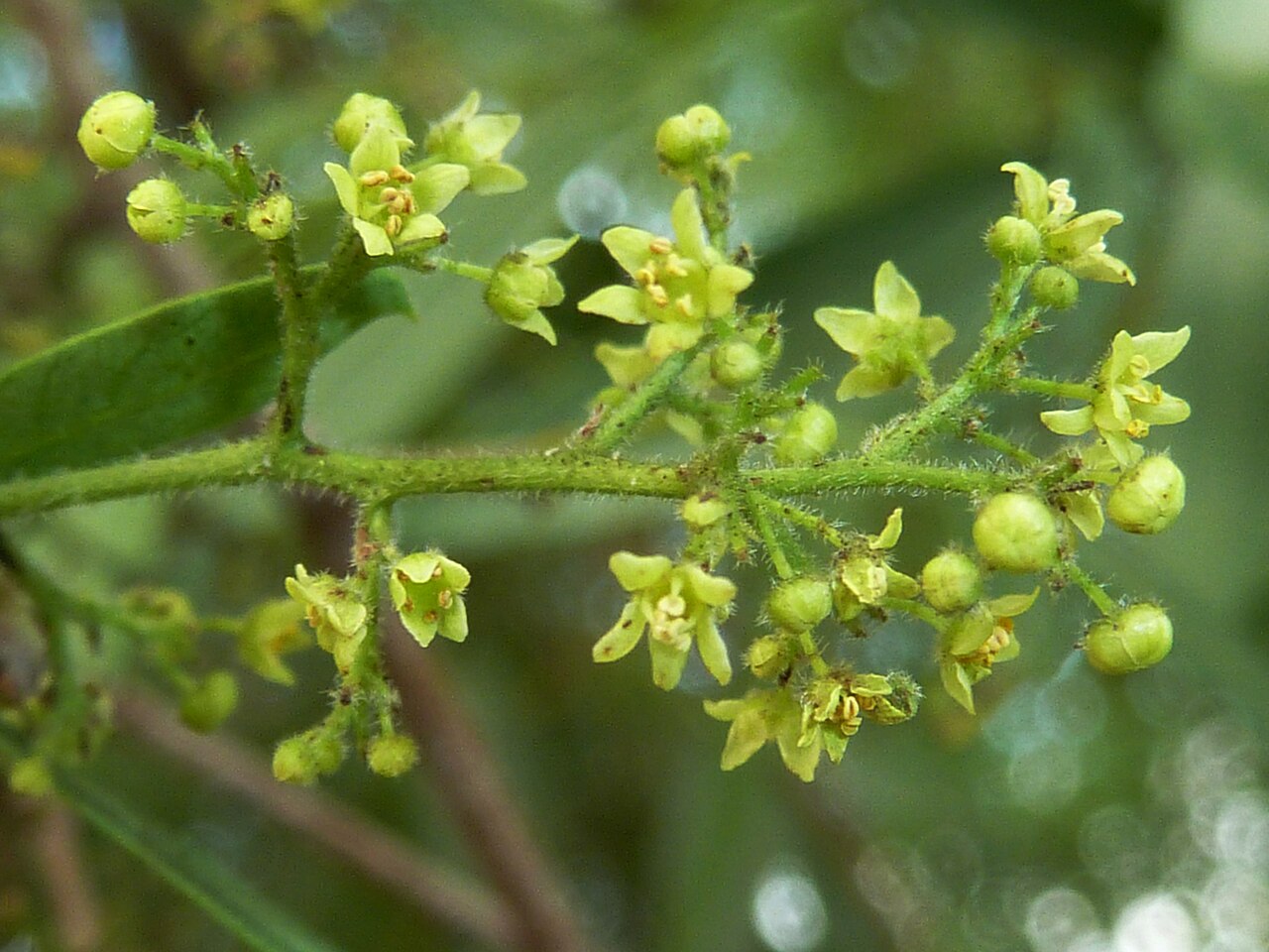 Searsia leptodictya: The inflorescence of Searsia leptodictya