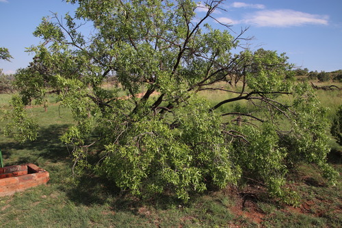 Searsia leptodictya (Searsia leptodictya)