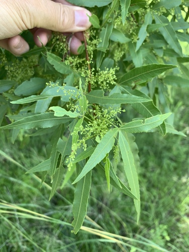 Searsia leptodictya (Searsia leptodictya)