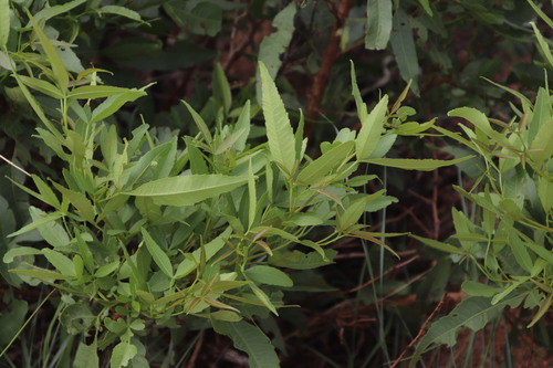Searsia leptodictya (Searsia leptodictya)