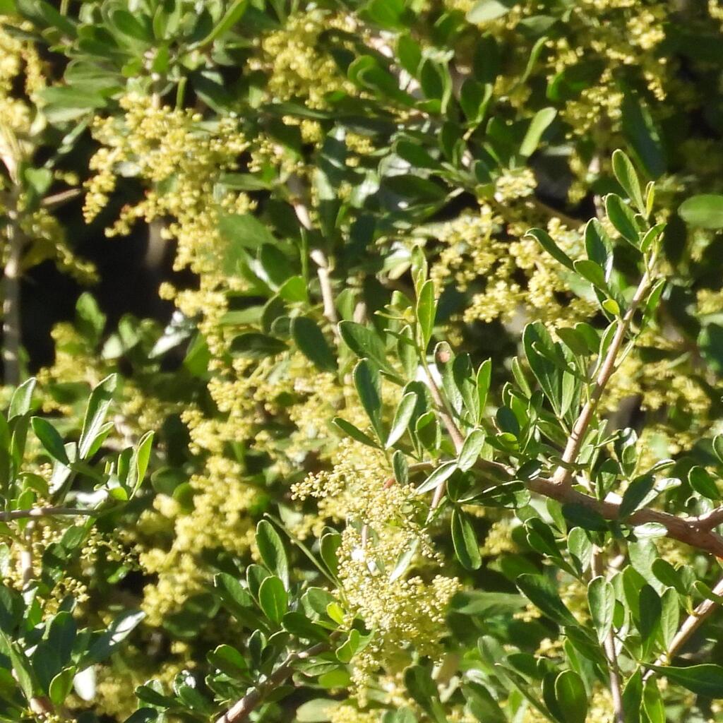 Spiny crowberry (Searsia longispina)