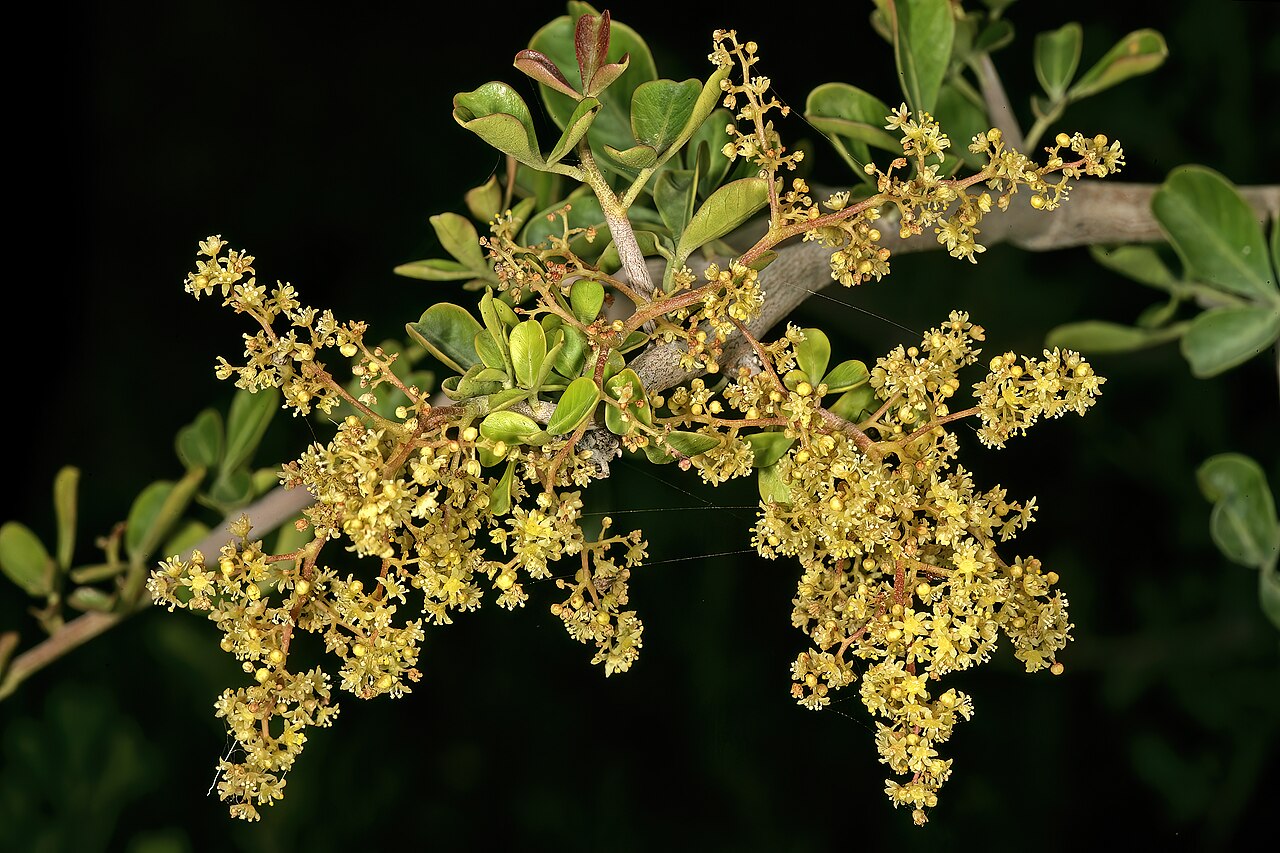 Spiny crowberry: Searsia longispina , male flowers; Karoo Desert National Botanical Garden, Worcester, Western Cape, South Africa