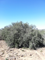 Spiny crowberry (Searsia longispina)
