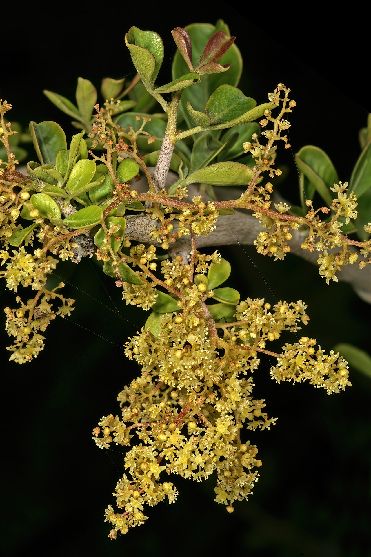 Spiny crowberry: Searsia longispina , male flowers; Karoo Desert National Botanical Garden, Worcester, Western Cape, South Africa