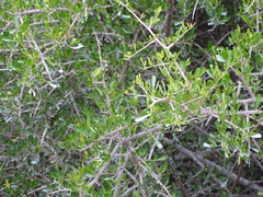 Spiny crowberry (Searsia longispina)