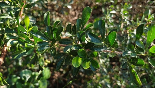 Spiny crowberry (Searsia longispina)