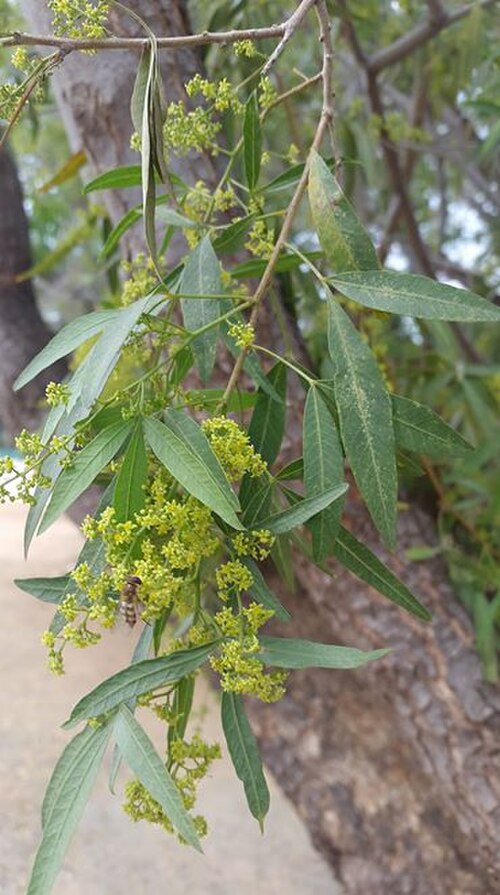 White karee: Searsia pendulina (Jacq.) Moffett - Hartswater, South Africa