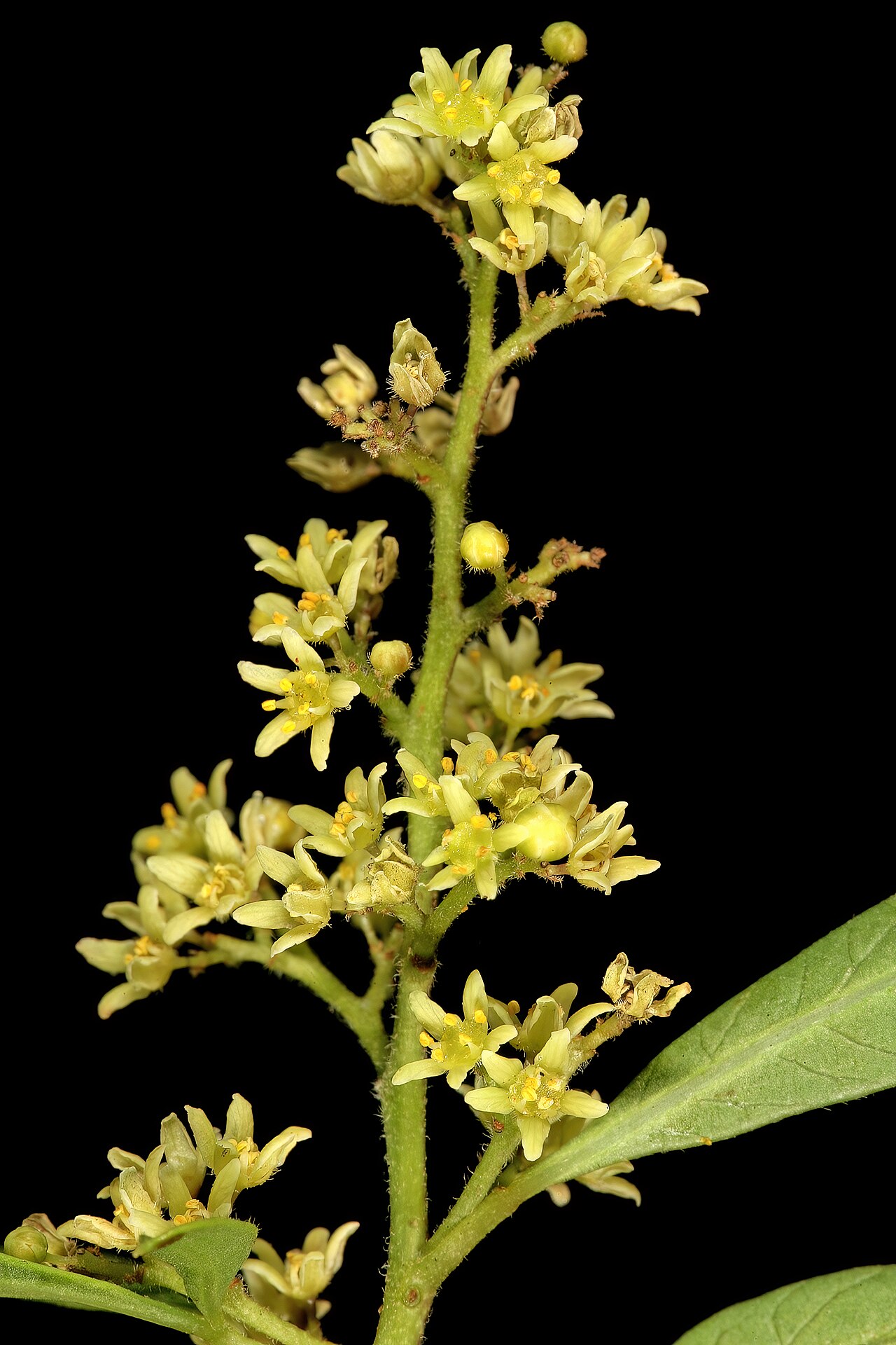 White karee: Searsia pendulina , male flowers; Pretoria National Botanical Garden, Pretoria, Gauteng, South Africa