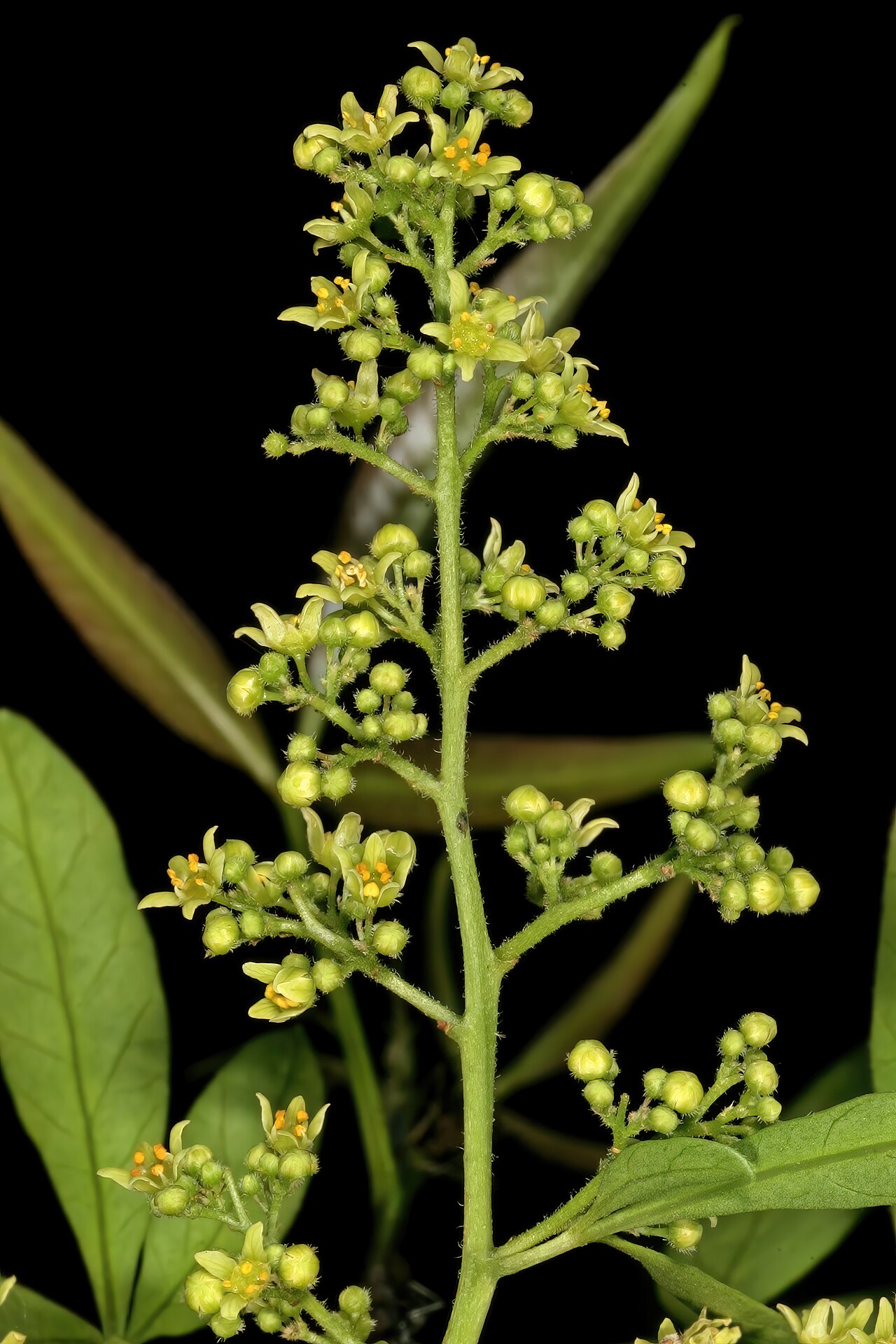 White karee: Searsia pendulina , male flowers; Pretoria National Botanical Garden, Pretoria, Gauteng, South Africa