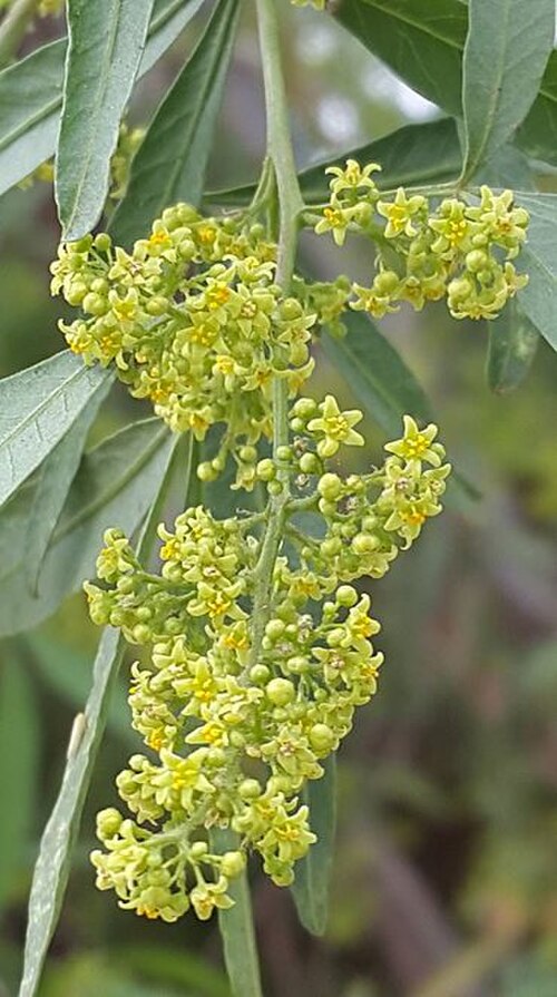 White karee: Searsia pendulina (Jacq.) Moffett - Hartswater, South Africa