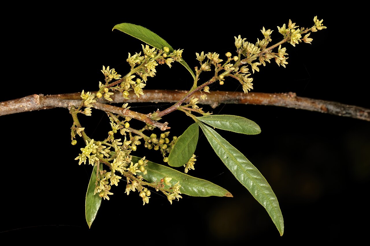 White karee: Searsia pendulina , male flowers; Pretoria National Botanical Garden, Pretoria, Gauteng, South Africa