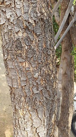White karee: Searsia pendulina (Jacq.) Moffett - Hartswater, South Africa