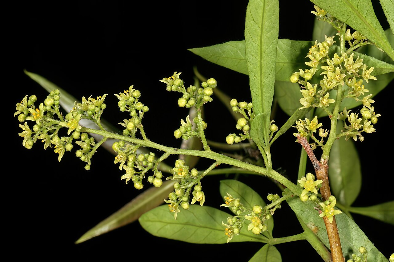 White karee: Searsia pendulina , male flowers; Pretoria National Botanical Garden, Pretoria, Gauteng, South Africa
