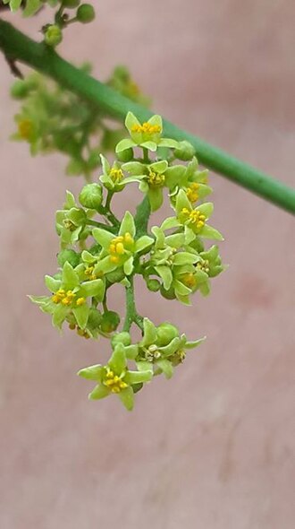 White karee: Searsia pendulina (Jacq.) Moffett - Hartswater, South Africa