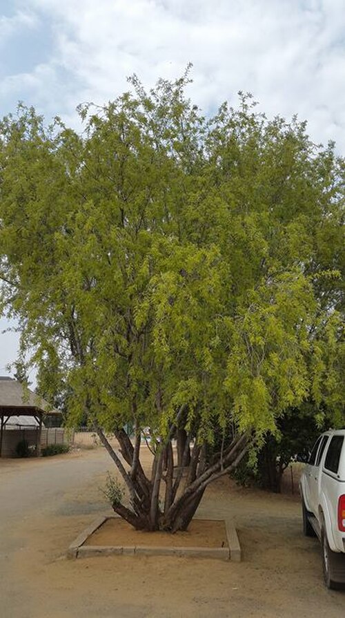 White karee: Searsia pendulina (Jacq.) Moffett - Hartswater, South Africa