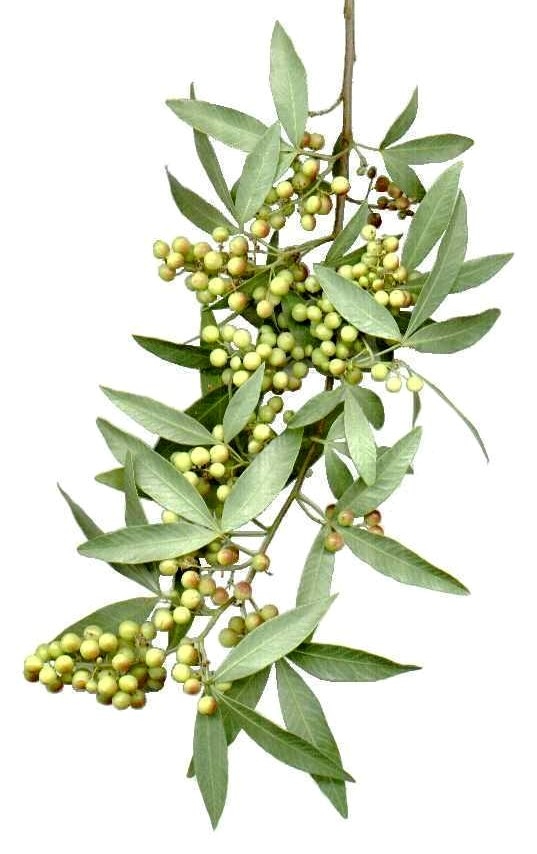 White karee: Foliage and fruit of a White karee