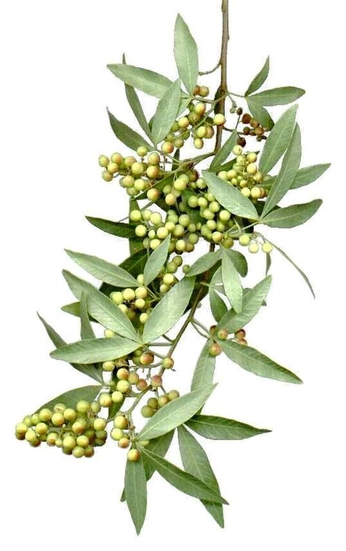 White karee: Foliage and fruit of a White karee