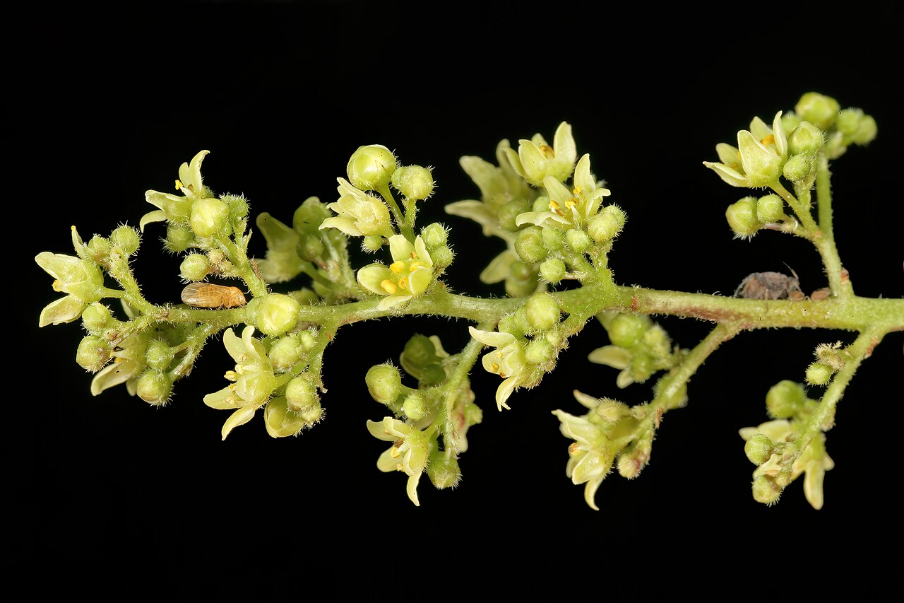 White karee: Searsia pendulina , male flowers; Pretoria National Botanical Garden, Pretoria, Gauteng, South Africa