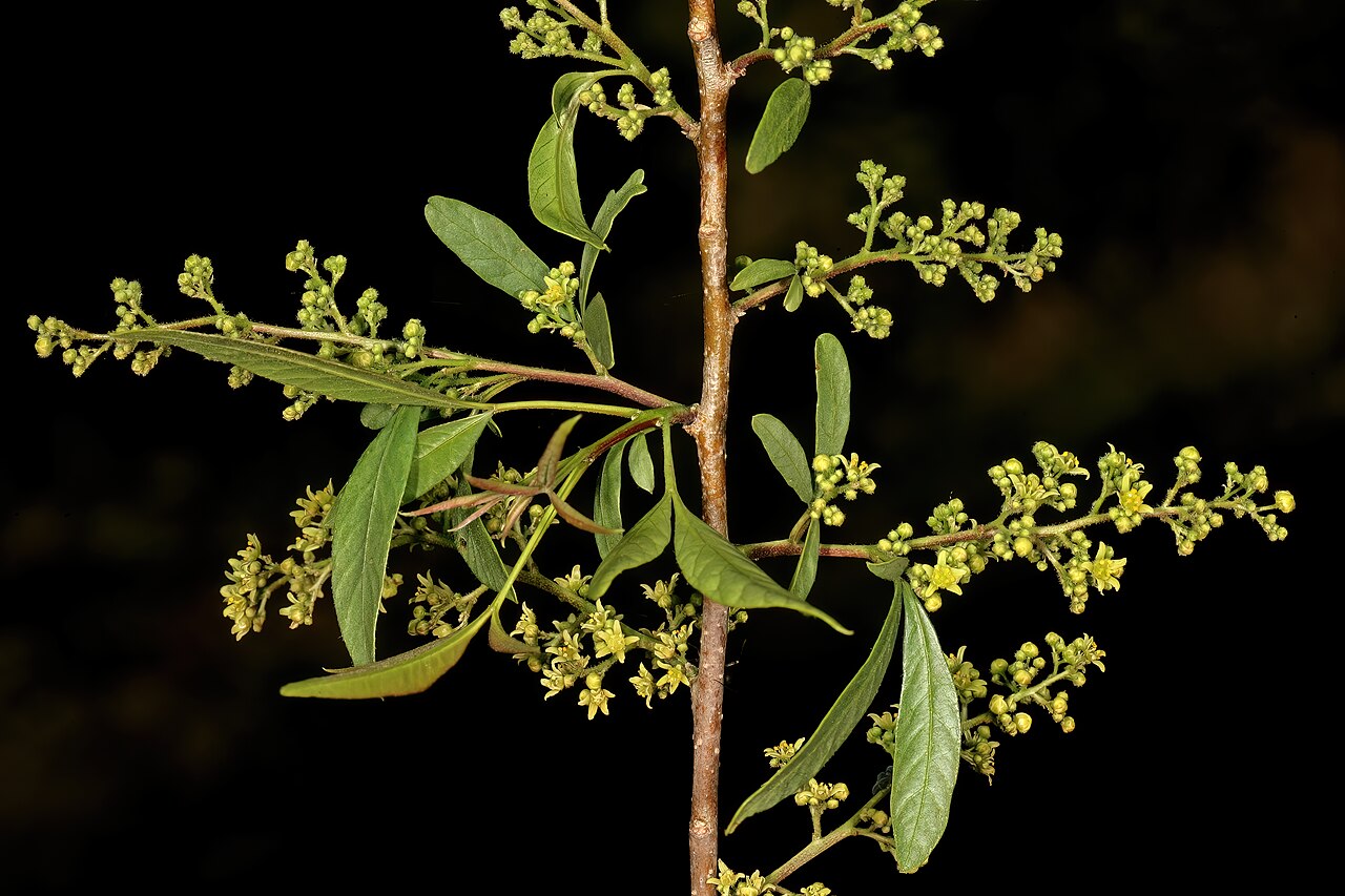 White karee: Searsia pendulina , male flowers; Pretoria National Botanical Garden, Pretoria, Gauteng, South Africa
