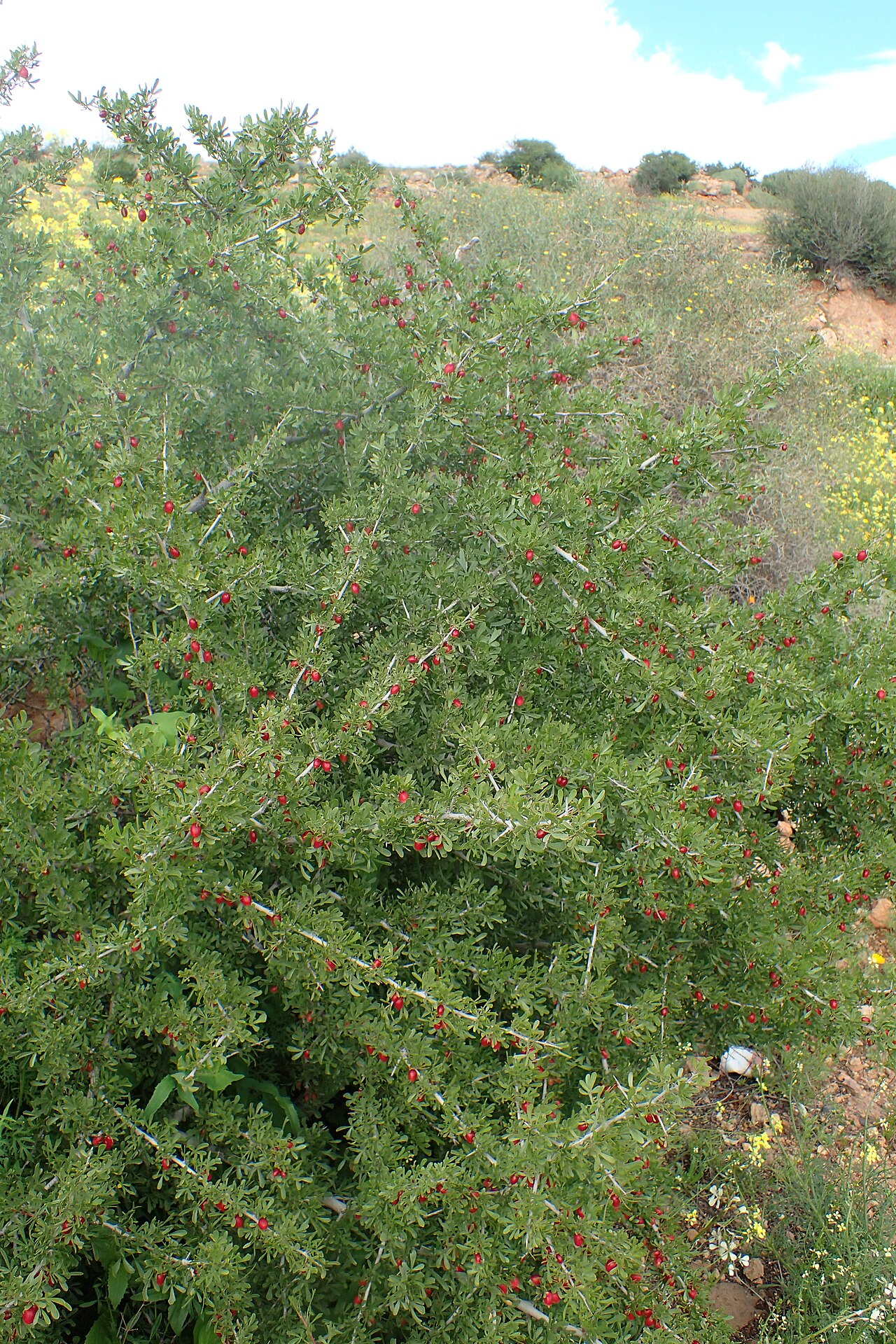 Searsia pentaphylla: Searsia pentaphylla in Tanant