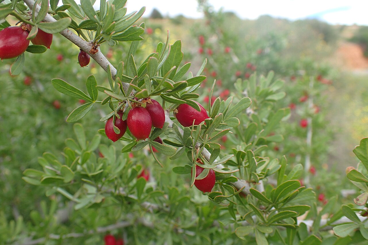Searsia pentaphylla: Searsia pentaphylla in Tanant