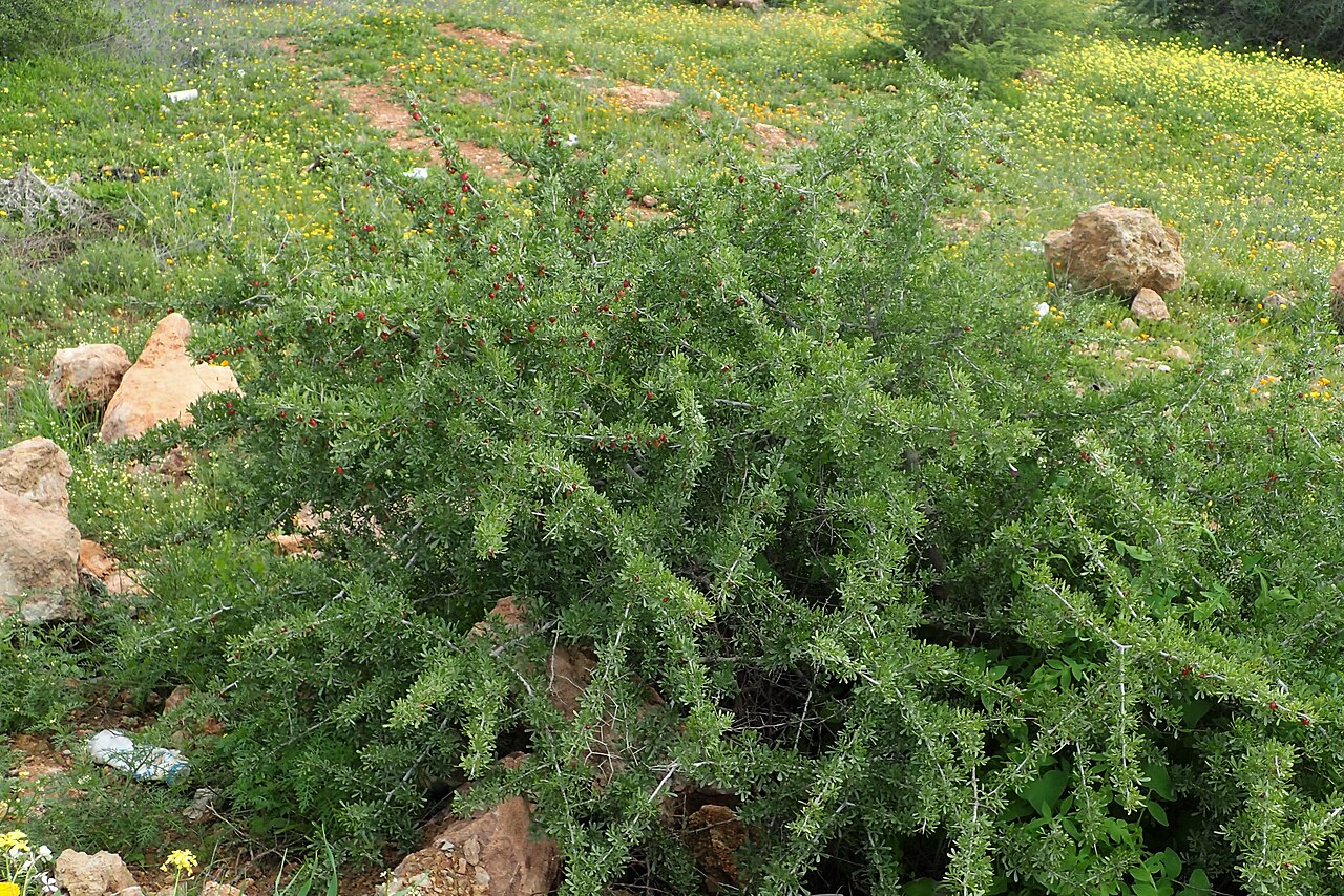 Searsia pentaphylla: Searsia pentaphylla in Tanant