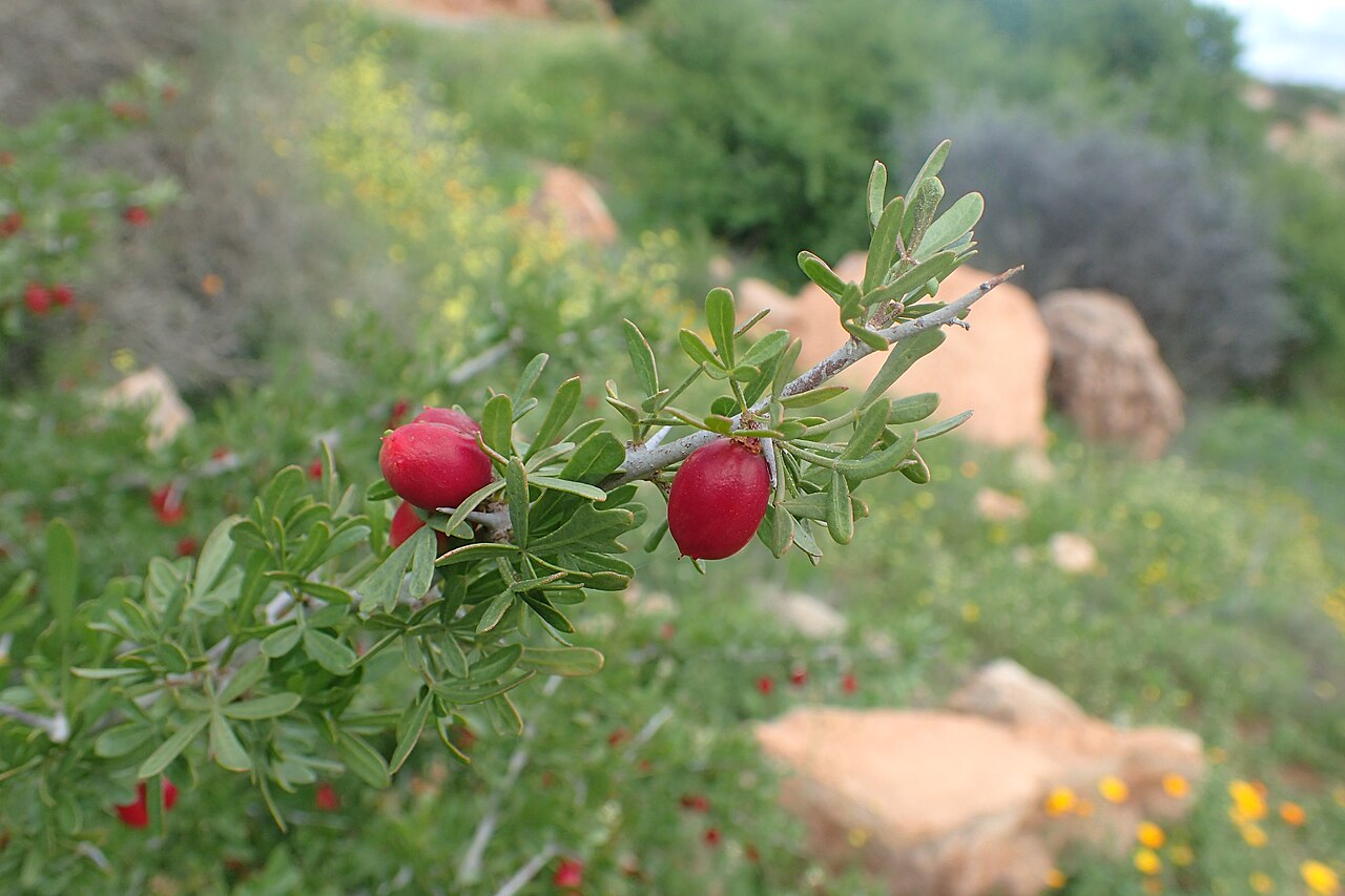 Searsia pentaphylla: Searsia pentaphylla in Tanant