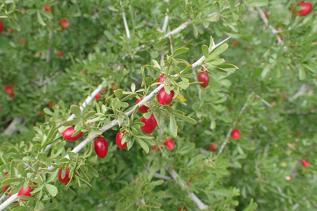 Searsia pentaphylla: Searsia pentaphylla in Tanant