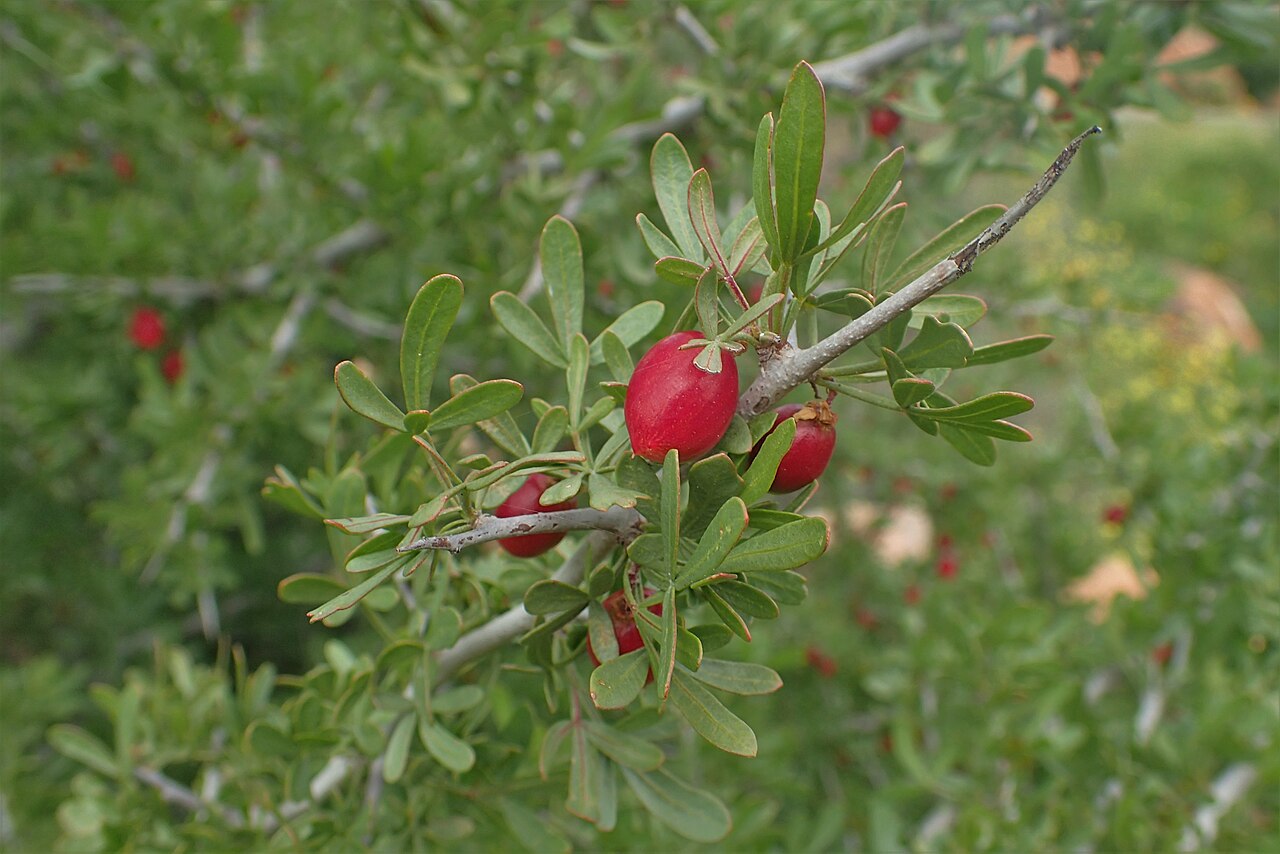 Searsia pentaphylla: Searsia pentaphylla in Tanant