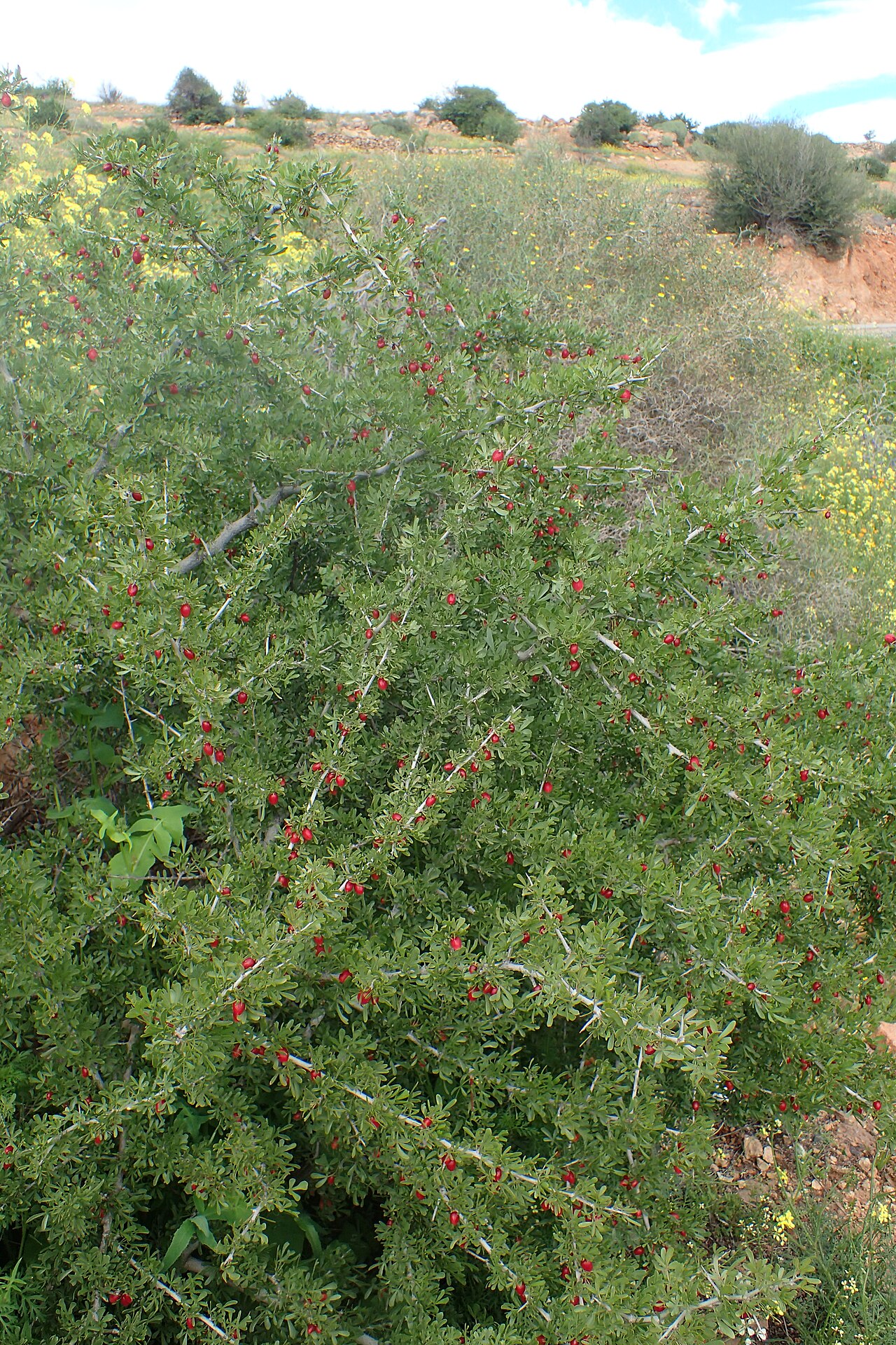 Searsia pentaphylla: Searsia pentaphylla in Tanant
