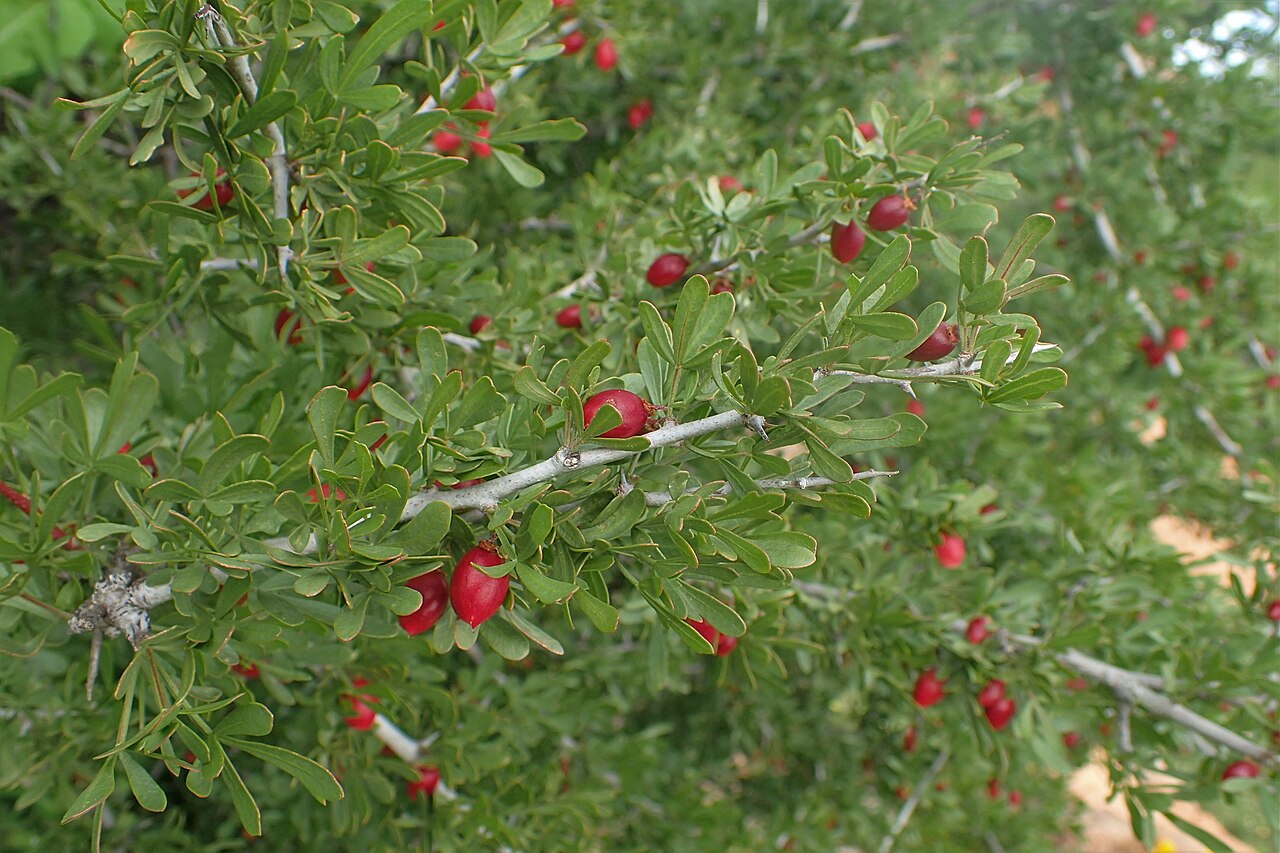 Searsia pentaphylla: Searsia pentaphylla in Tanant