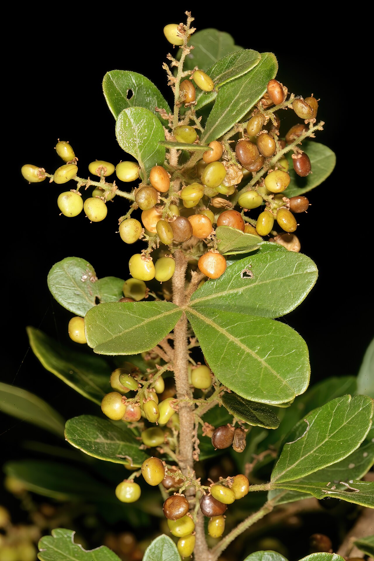 Common crowberry: Searsia pentheri , fruit; vicinity of Barbrook Mine, Barberton, Mpumalanga, South Africa