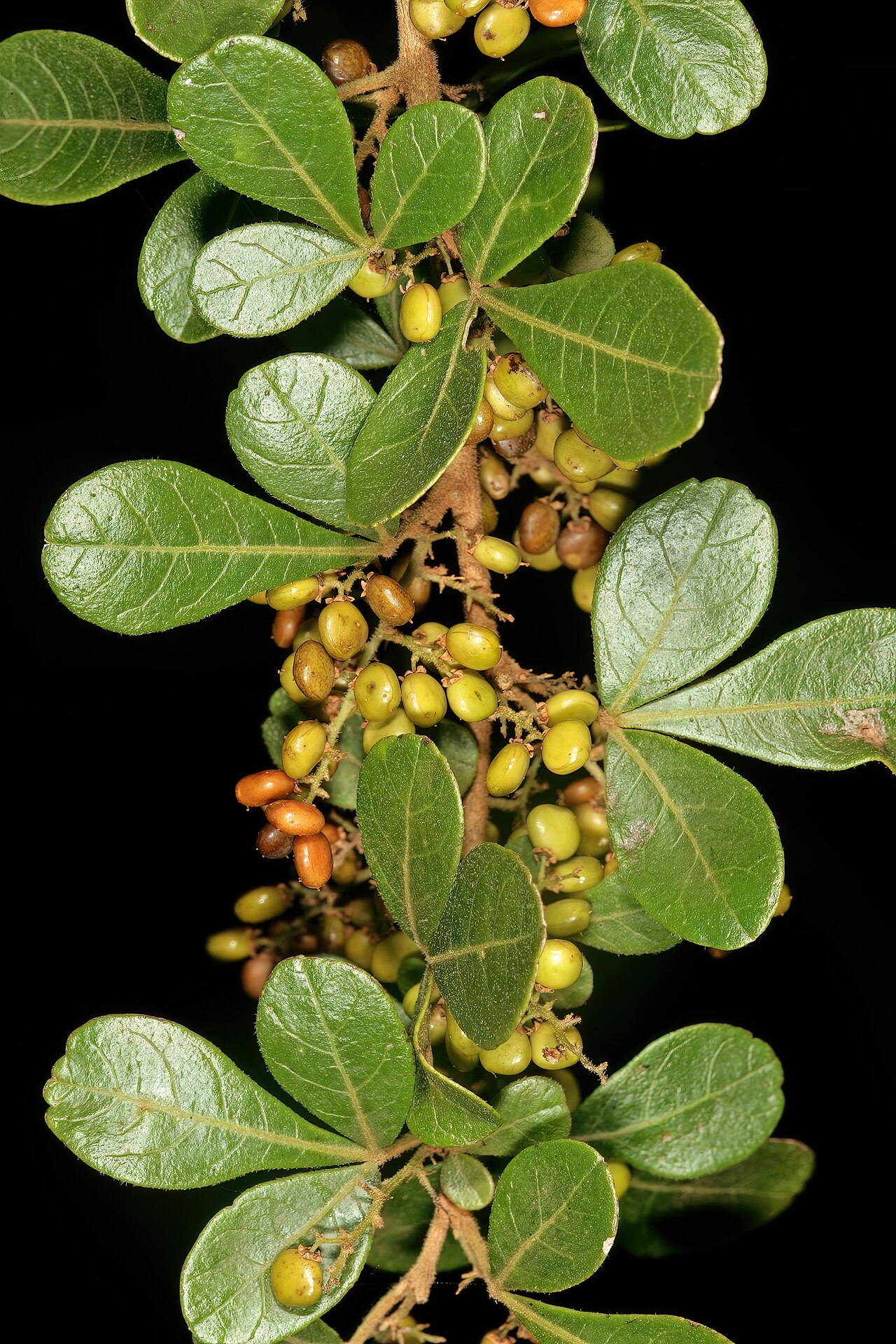 Common crowberry: Searsia pentheri , fruit; vicinity of Barbrook Mine, Barberton, Mpumalanga, South Africa