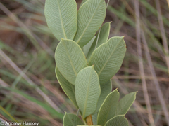 Searsia pondoensis (Searsia pondoensis)