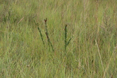 Searsia pondoensis (Searsia pondoensis)