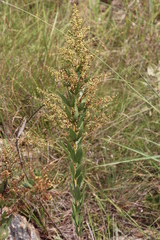 Searsia pondoensis (Searsia pondoensis)