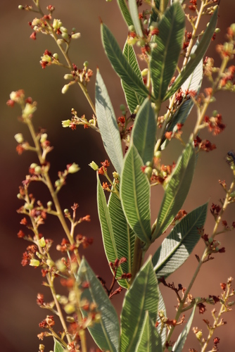 Searsia pondoensis (Searsia pondoensis)