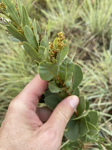 Searsia pondoensis (Searsia pondoensis)