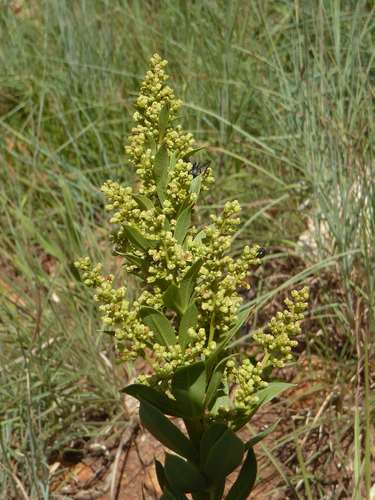 Searsia pondoensis (Searsia pondoensis)