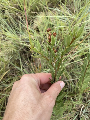 Searsia pondoensis (Searsia pondoensis)