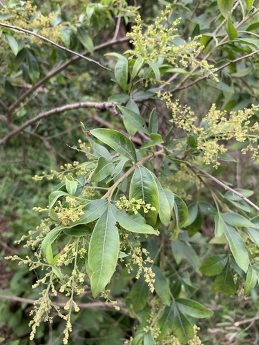 Searsia pyroides (Searsia pyroides)