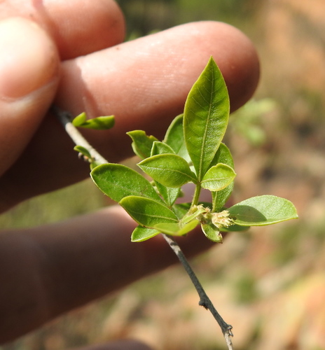 Searsia pyroides (Searsia pyroides)