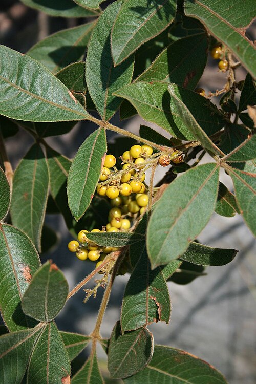 Searsia pyroides: Searsia pyroides (= Rhus pyroides ), Sumachgewächse (Anacardiaceae) – Swasiland/eSwatini: Malolotja Nature Reserve, NE Malolotja Falls, ca. 24 km N Mbabane, ca.