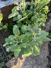 Searsia pyroides (Searsia pyroides)